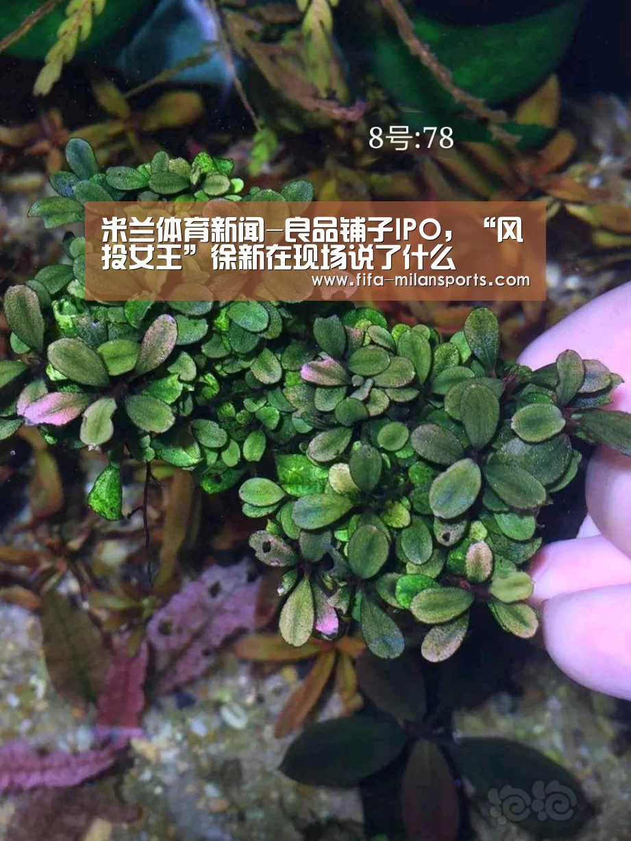 米兰体育新闻-良品铺子IPO，“风投女王